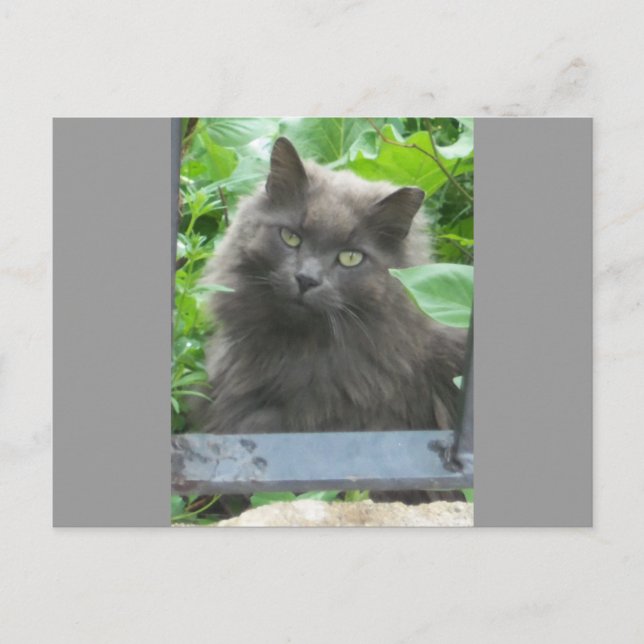 Long Haired Grey Russian Blue Cat Postcard (Front)