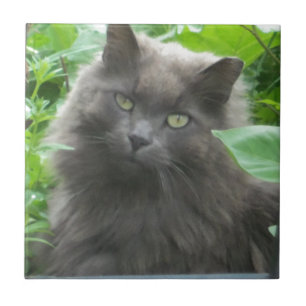 Long Haired Grey Russian Blue Cat Tile