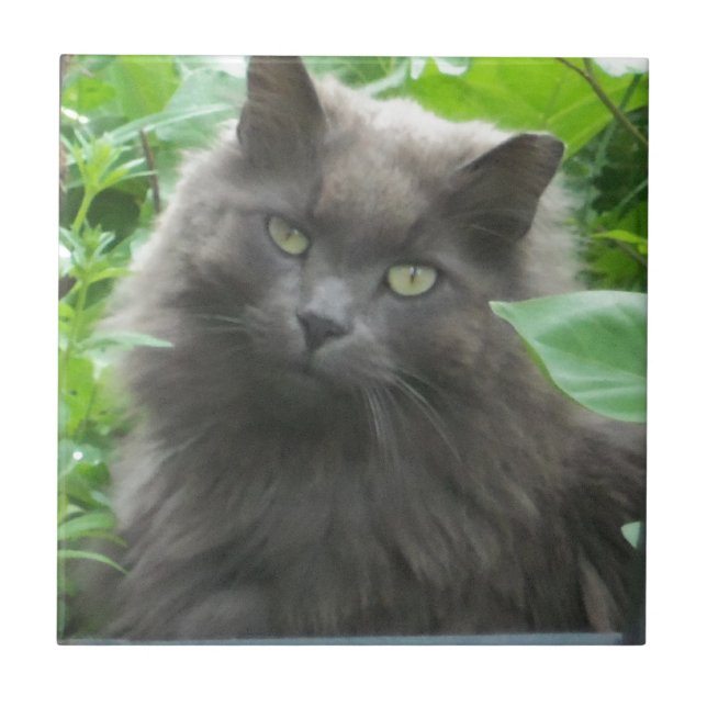 Long Haired Grey Russian Blue Cat Tile (Front)
