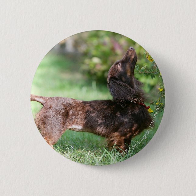 Long-haired Miniature Dachshund 1 2 Inch Round Button (Front)