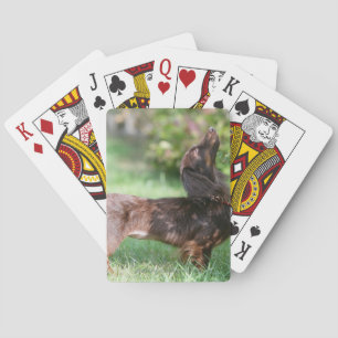 Long-haired Miniature Dachshund 1 Playing Cards
