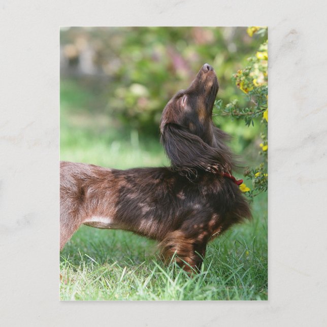 Long-haired Miniature Dachshund 1 Postcard (Front)
