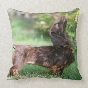 Long-haired Miniature Dachshund 1 Throw Pillow