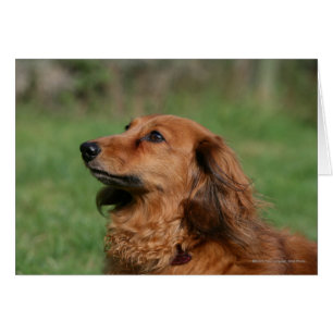 Long-haired Miniature Dachshund 2