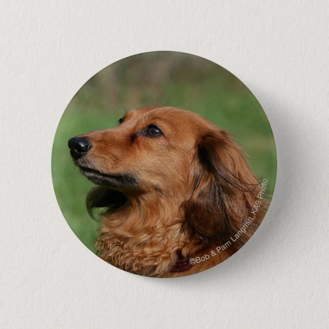 Long-haired Miniature Dachshund 2 2 Inch Round Button (Front)