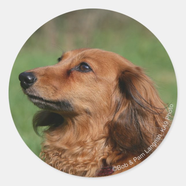 Long-haired Miniature Dachshund 2 Classic Round Sticker (Front)