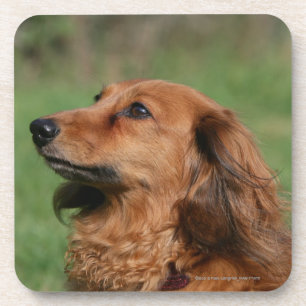 Long-haired Miniature Dachshund 2 Coaster