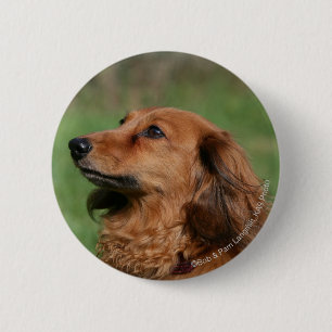 Long-haired Miniature Dachshund 2 Inch Round Button