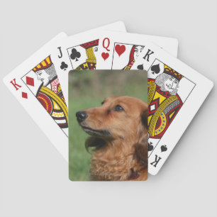 Long-haired Miniature Dachshund 2 Playing Cards