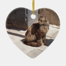 Long Haired Persian Cat Petra