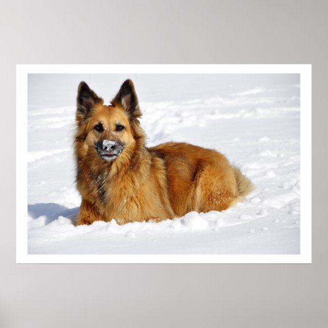 Long-Haired Shepherd in Snow Poster (Front)