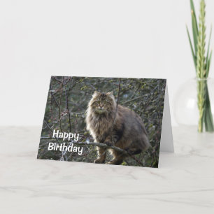 Long-Haired Tabby Cat Birthday Card