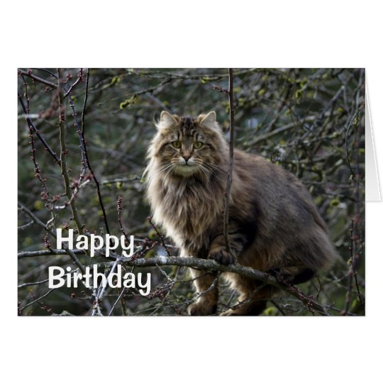 Long-Haired Tabby Cat Birthday Card