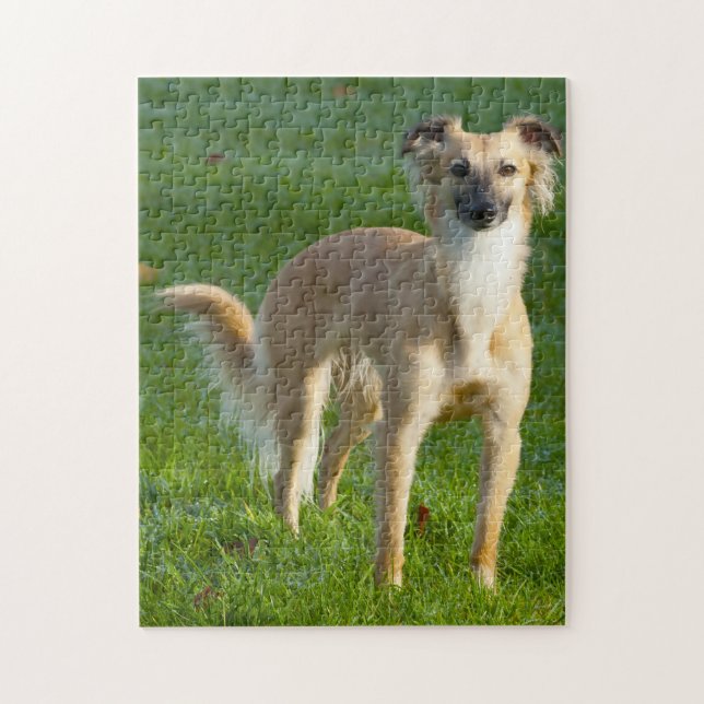 Long haired Whippet Dogs Jigsaws. Jigsaw Puzzle (Vertical)