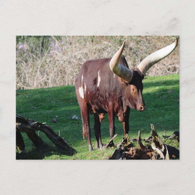 Long Horn Cow 3 Postcard (Front)