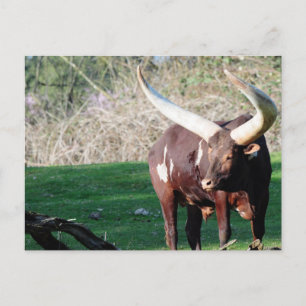 Long Horn Cow 8 Postcard