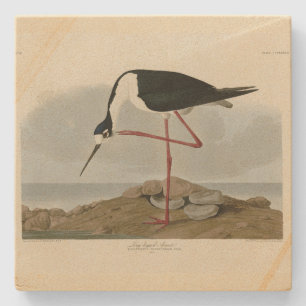 Long-legged Avocet from Audubon's Birds of America Stone Coaster
