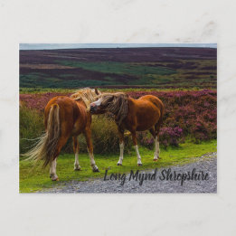 Long Mynd Wild Ponies Postcard