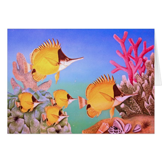 Long-nose Butterfly Fish (Front Horizontal)