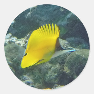 Long Nose Butterfly Fish Classic Round Sticker