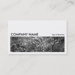 Long Picture 0180 - Magnolia Tree in Blossom Business Card
