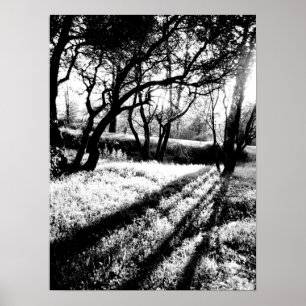 Long Shadows Black and White Poster