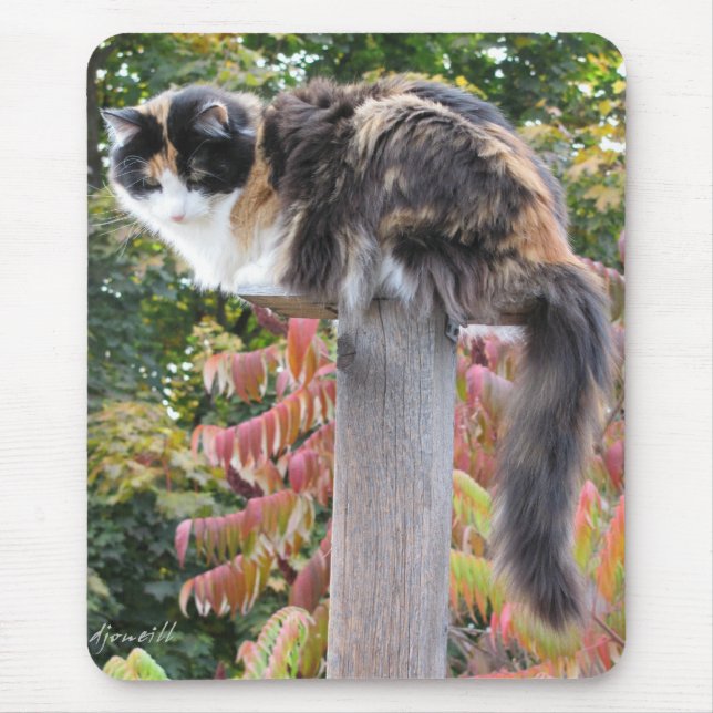 Long Tail Calico Hiding from rocking chairs Mouse Pad (Front)