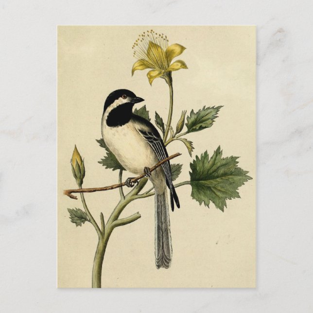 Long Tailed Chickadee Postcard (Front)