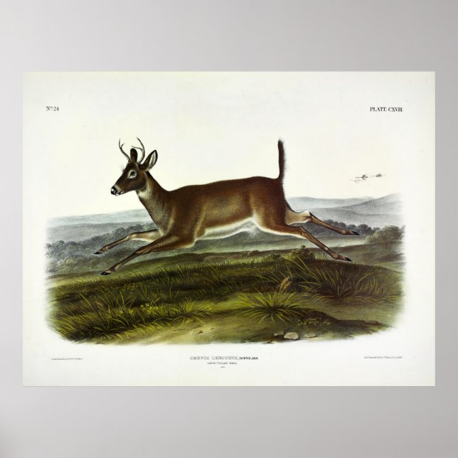 Long-tailed Deer, or, Columbian White-tailed Deer Poster (Front)