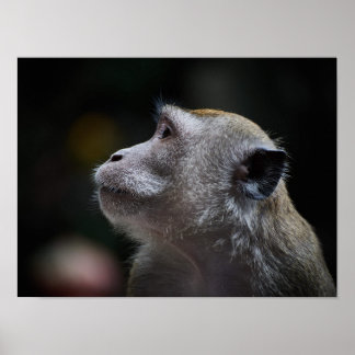 Long-Tailed Macaque Close-Up Poster