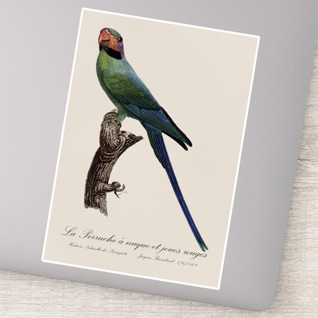 Long-Tailed Parakeet, Psittacula Longicauda (Long-Tailed Parakeet, Psittacula Longicauda. Sticker)