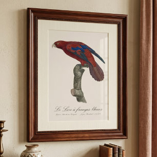 Long-Tailed Red Lory, Trichoglossus borneus Photo Print
