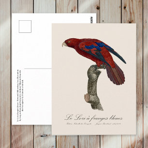 Long-Tailed Red Lory, Trichoglossus borneus Postcard