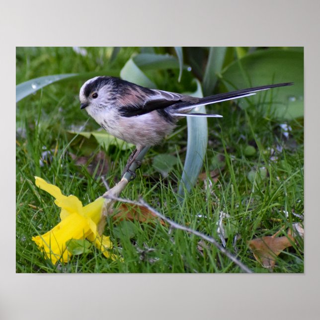 Long-Tailed Tit  Poster (Front)