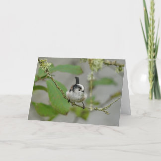 Long tailed tit, Scottish garden bird. Card