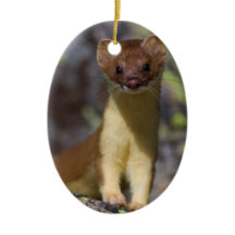 Long-tailed Weasel