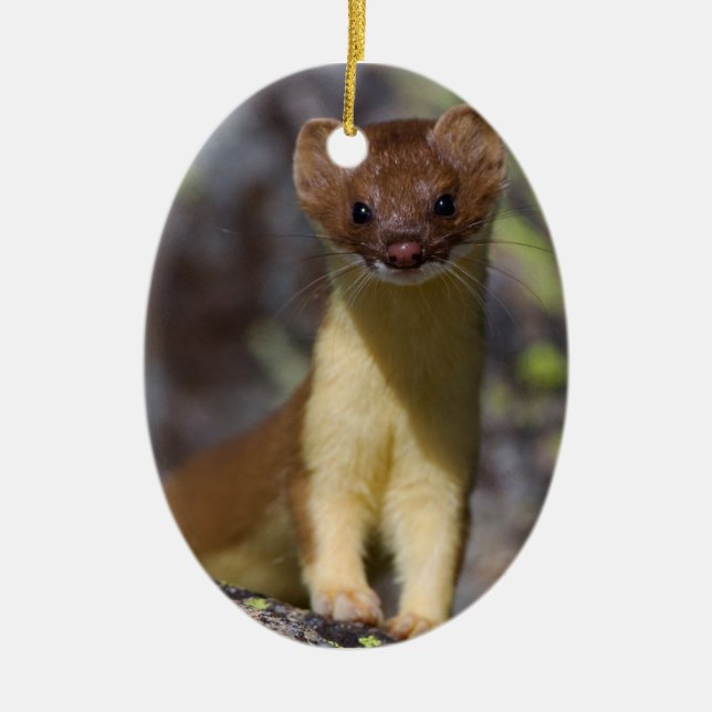 Long-tailed Weasel Ceramic Ornament (Front)