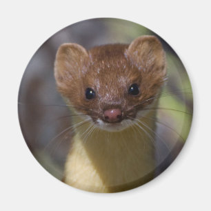 Long-tailed Weasel Magnet