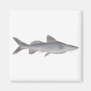 Long-whiskered Catfish Magnet