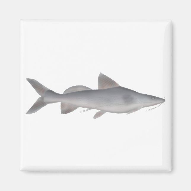 Long-whiskered Catfish Magnet (Front)