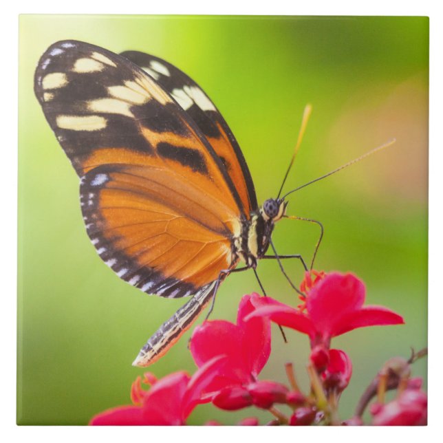 Long wing butterfly on a red flower tile (Front)