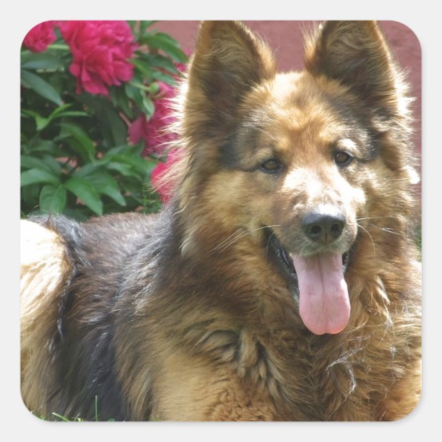 Longhair German Shepherd Square Sticker (Front)