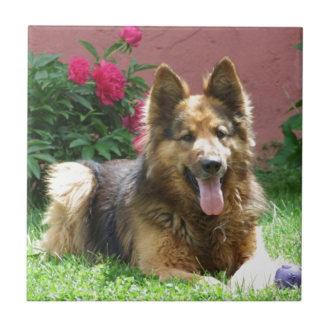 Longhair German Shepherd Tile (Front)