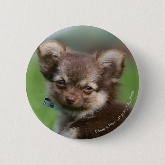 Longhaired Chihuahua Puppy Looking at Camera 2 Inch Round Button (Front)