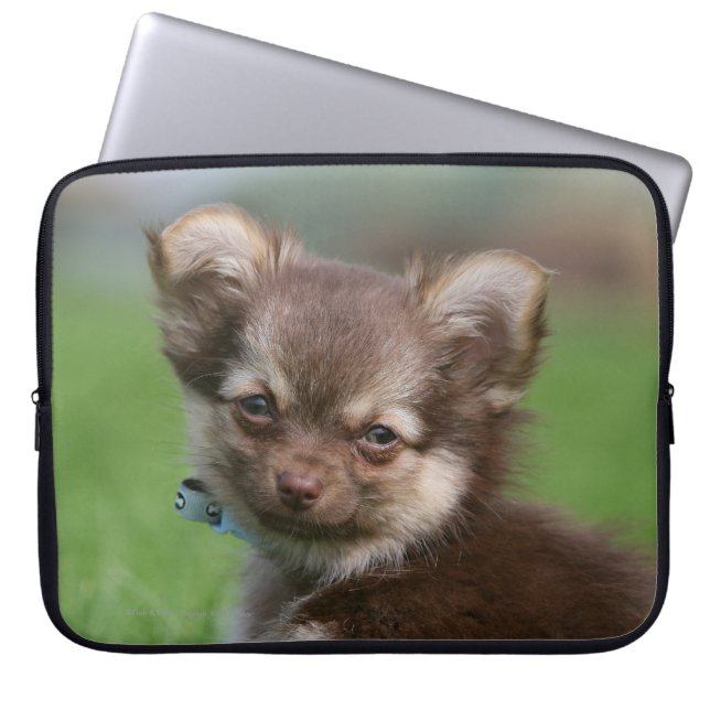 Longhaired Chihuahua Puppy Looking at Camera Laptop Sleeve (Front)