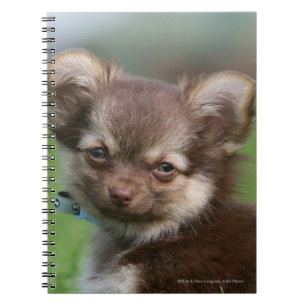 Longhaired Chihuahua Puppy Looking at Camera Notebook