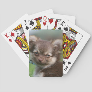 Longhaired Chihuahua Puppy Looking at Camera Playing Cards