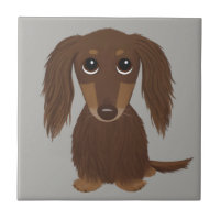 Longhaired Chocolate Brown Dachshund