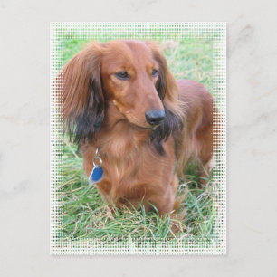 Longhaired Dachshund Postcard