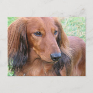 Longhaired Dachshund Postcard